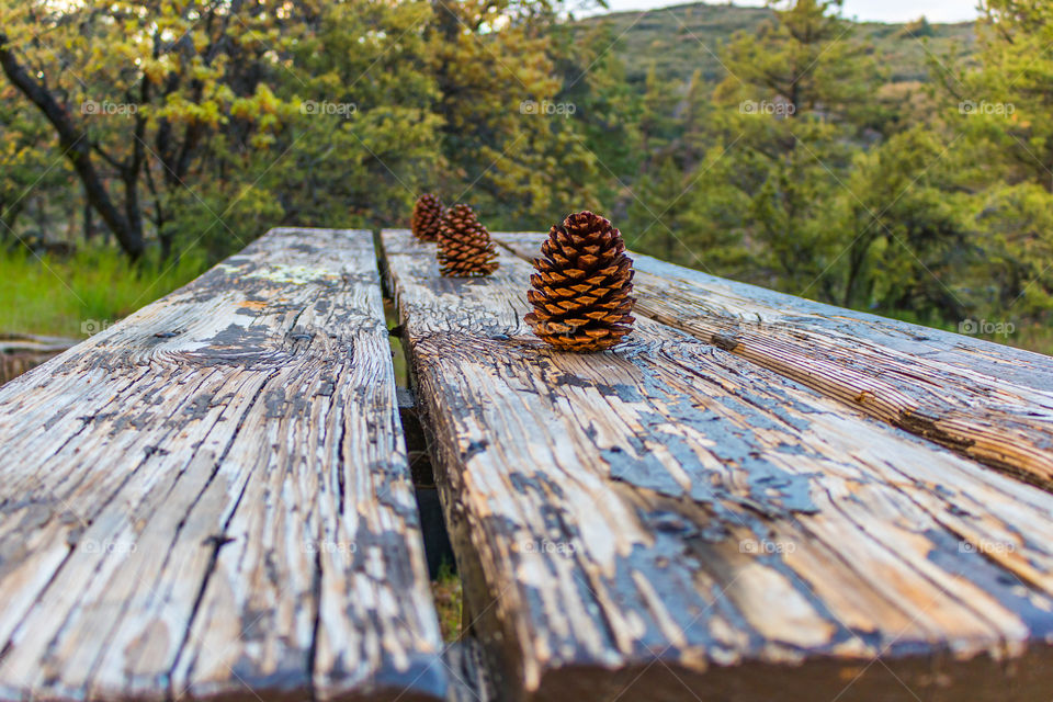 Pine cone 