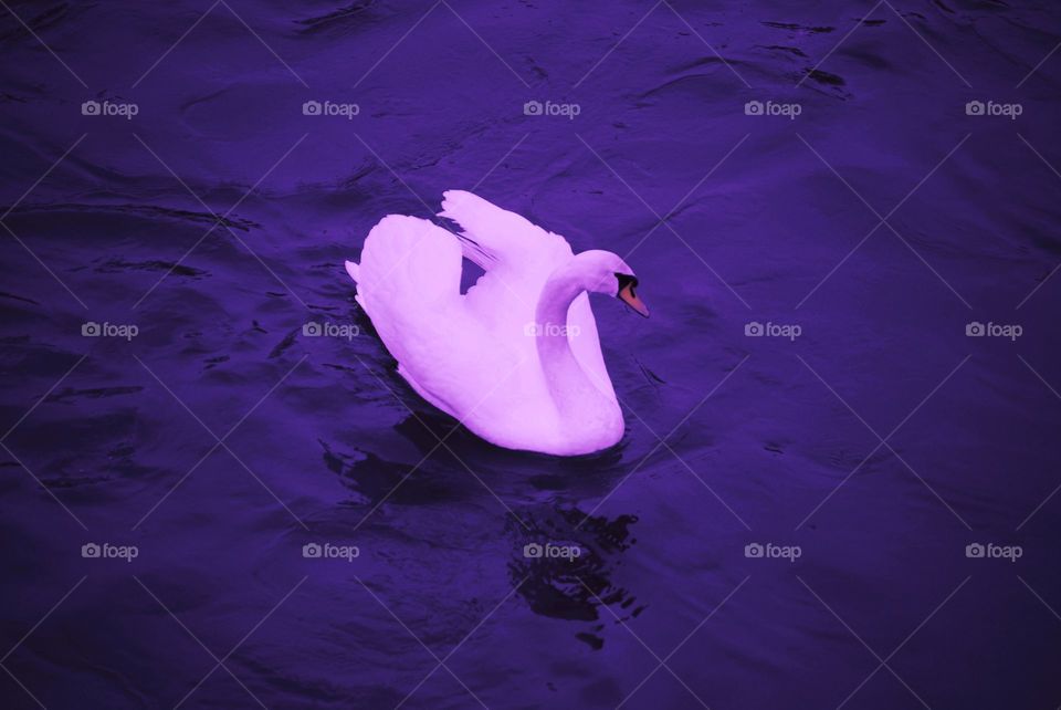 purple swan