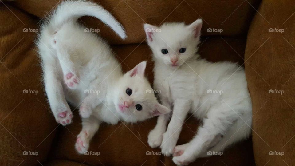 Two adorable white kittens caught in the act of playing together.