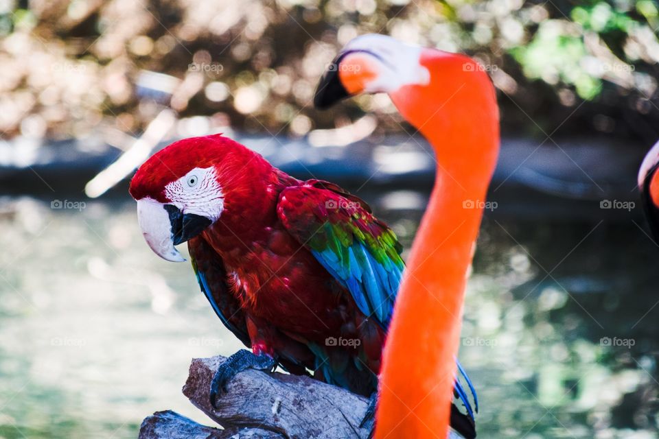 Macaw parrot and flamingo