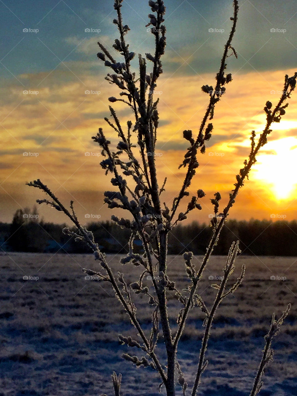 Frosted plants! 