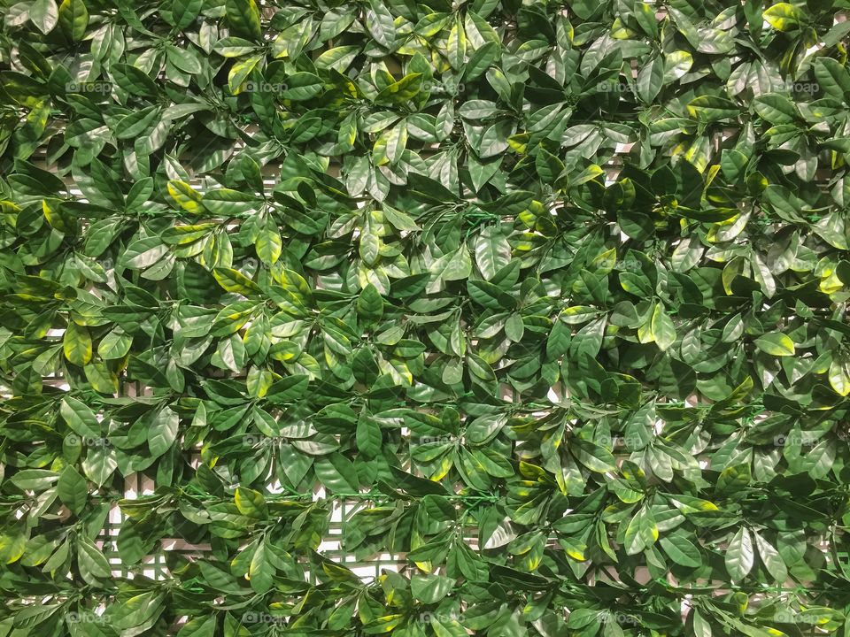 Green leaves as a wall