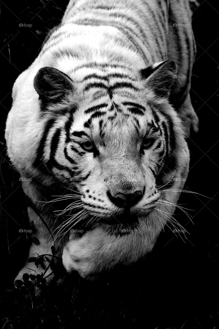 Attack of the white tiger. A white tiger ready to attack the safari bus in the wild animal zoo, china.