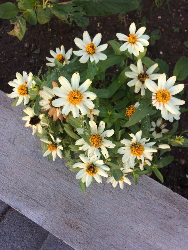 Patch of Daisies 