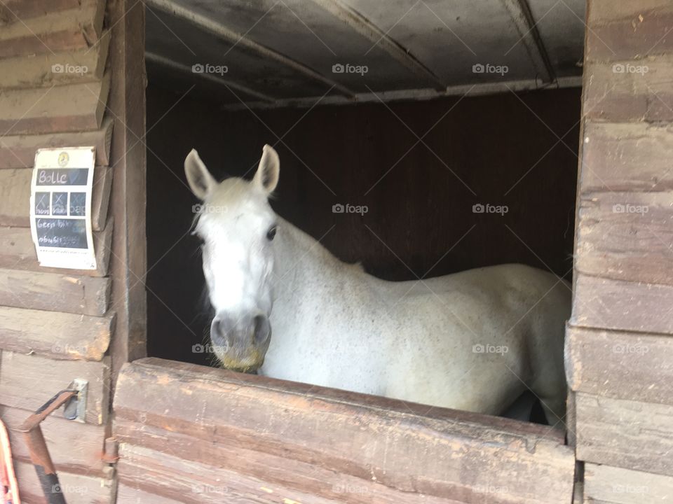 Window view with white horse 