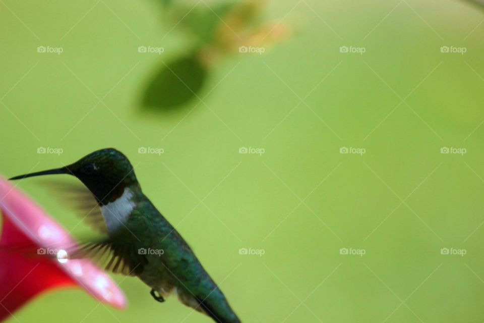 Hummingbird drinking from feeder mostly green image still