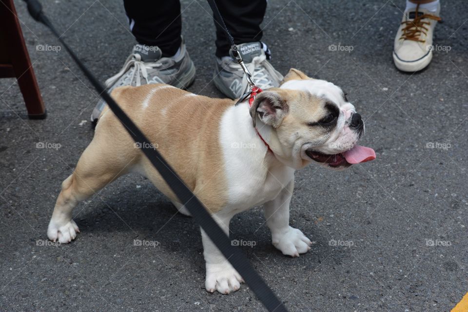 Old English Bulldog puppy out for a walk