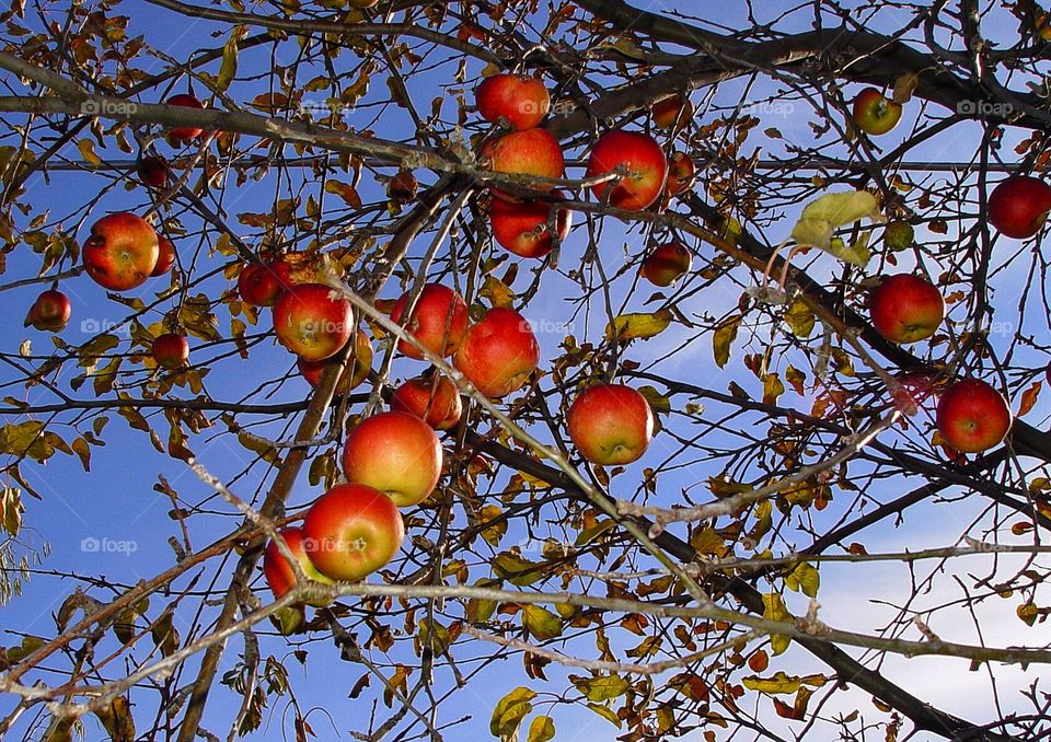 Bright apples