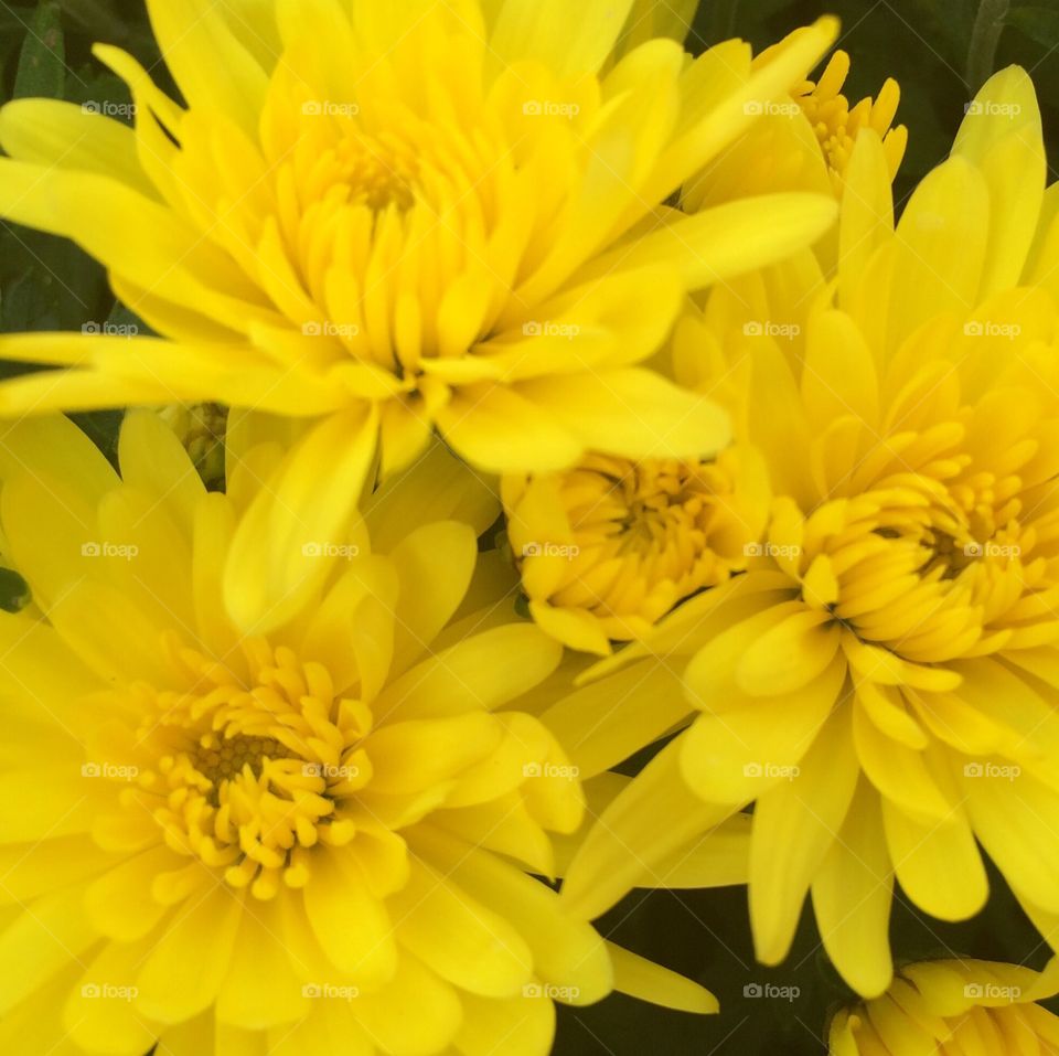 Yellow Mums 