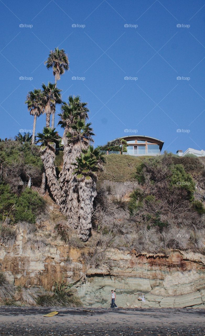 Cliff palms 