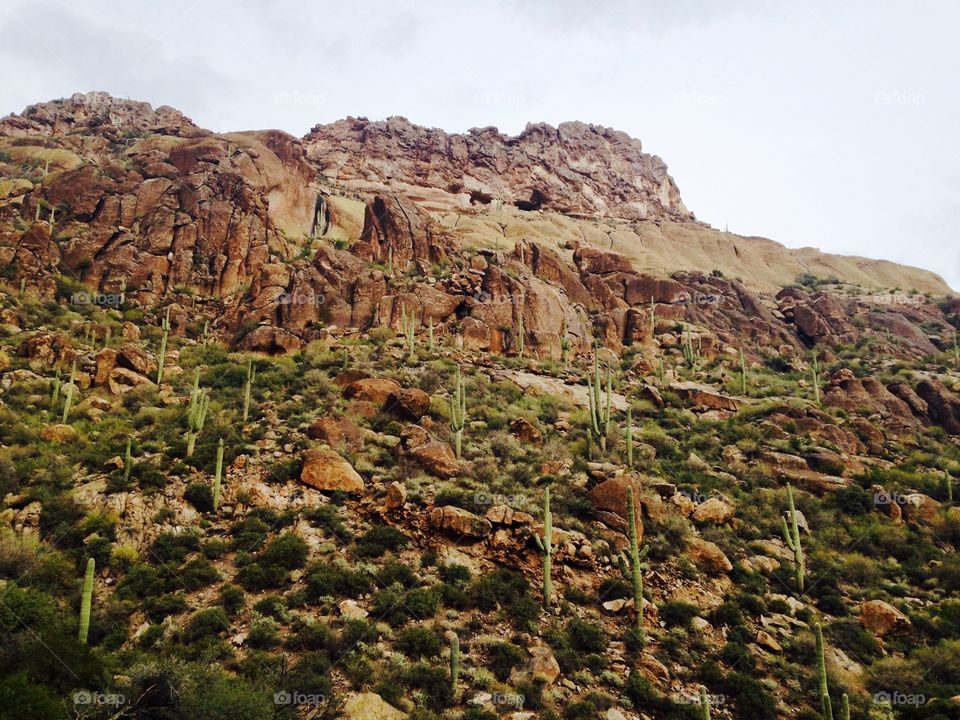 Saguaro cacti on a mountainside in Queen Valley, Arizona