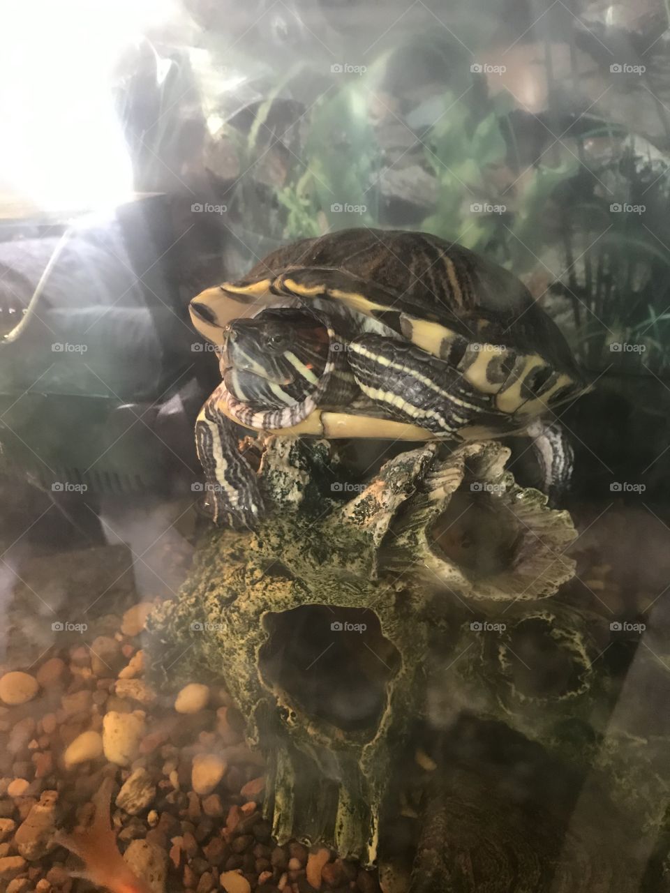 Red eared slider turtle in aquarium 