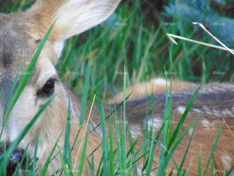 Fawn hiding in the tall grass. 