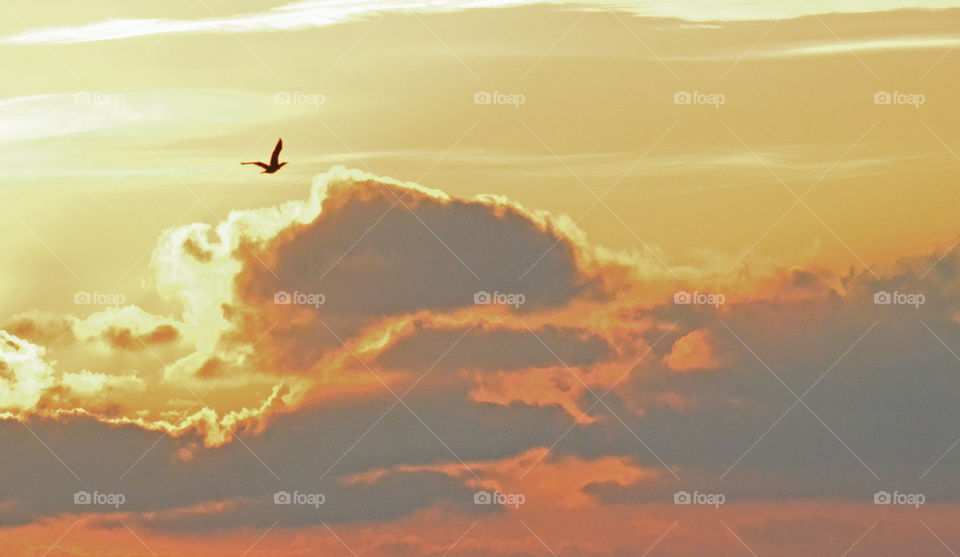 Bird flying against cloudy sky