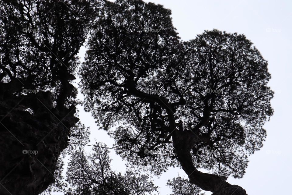 Heart shape tree top