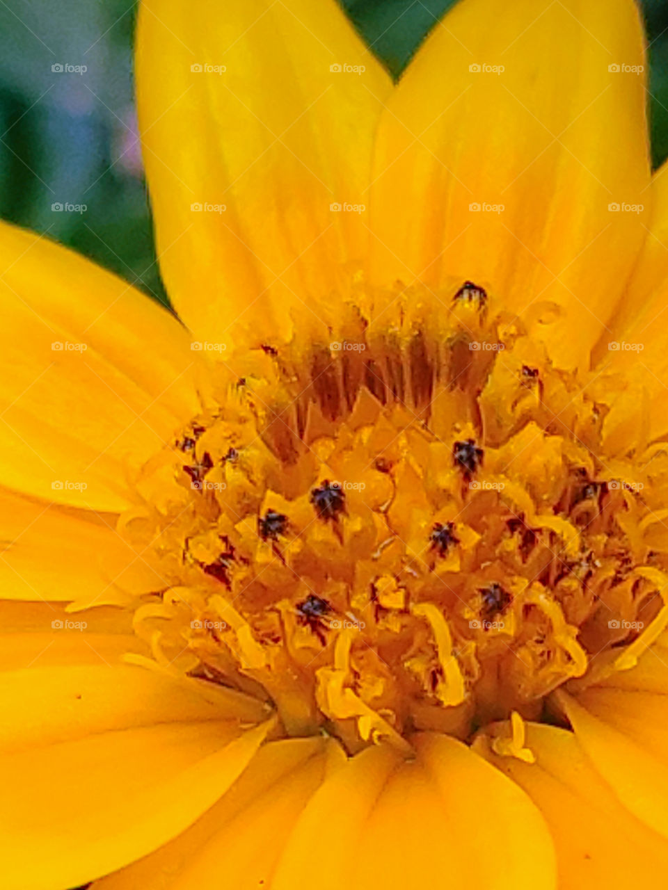 Closeup shot of Jewel - toned rich luminous pollinated traditional yellow Indian wild flower
