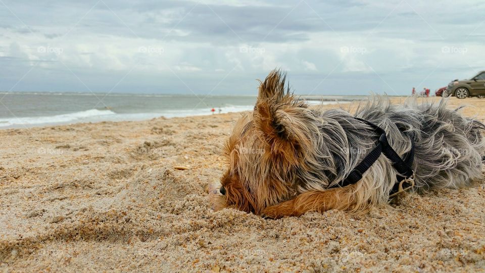 Dog sleeping on Beach