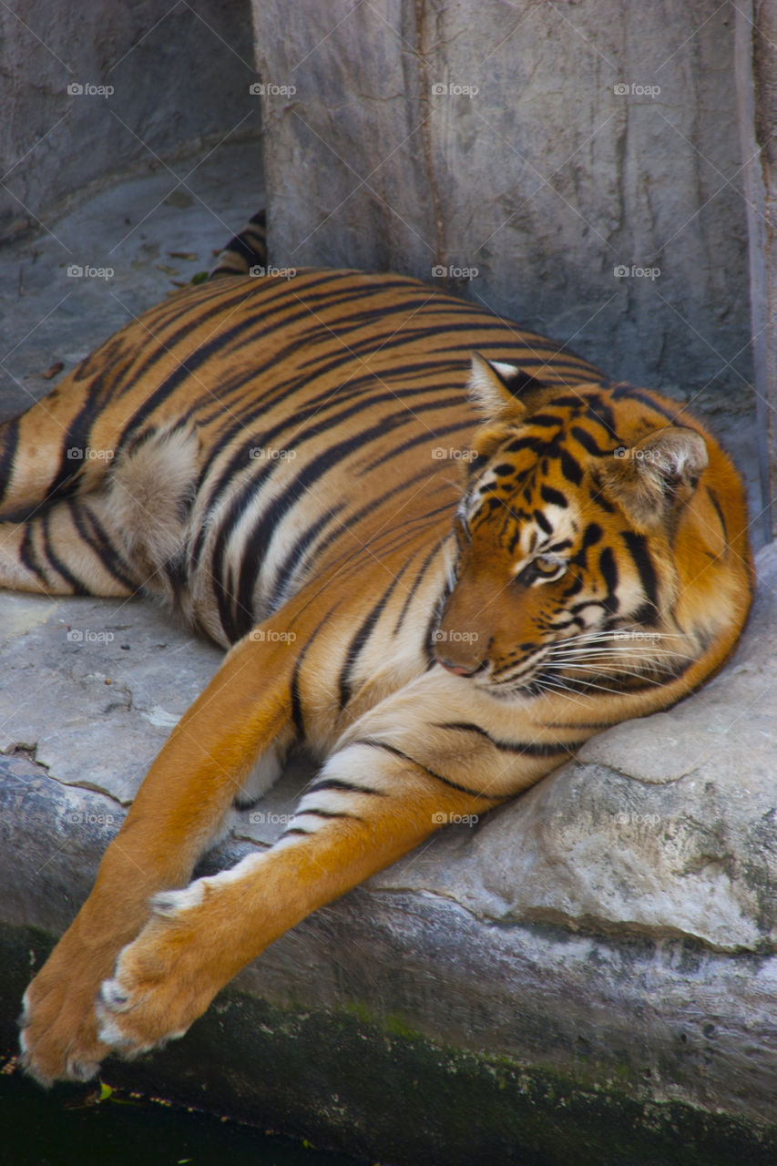 THE BENGAL TIGER IN PATTAYA THAILAND