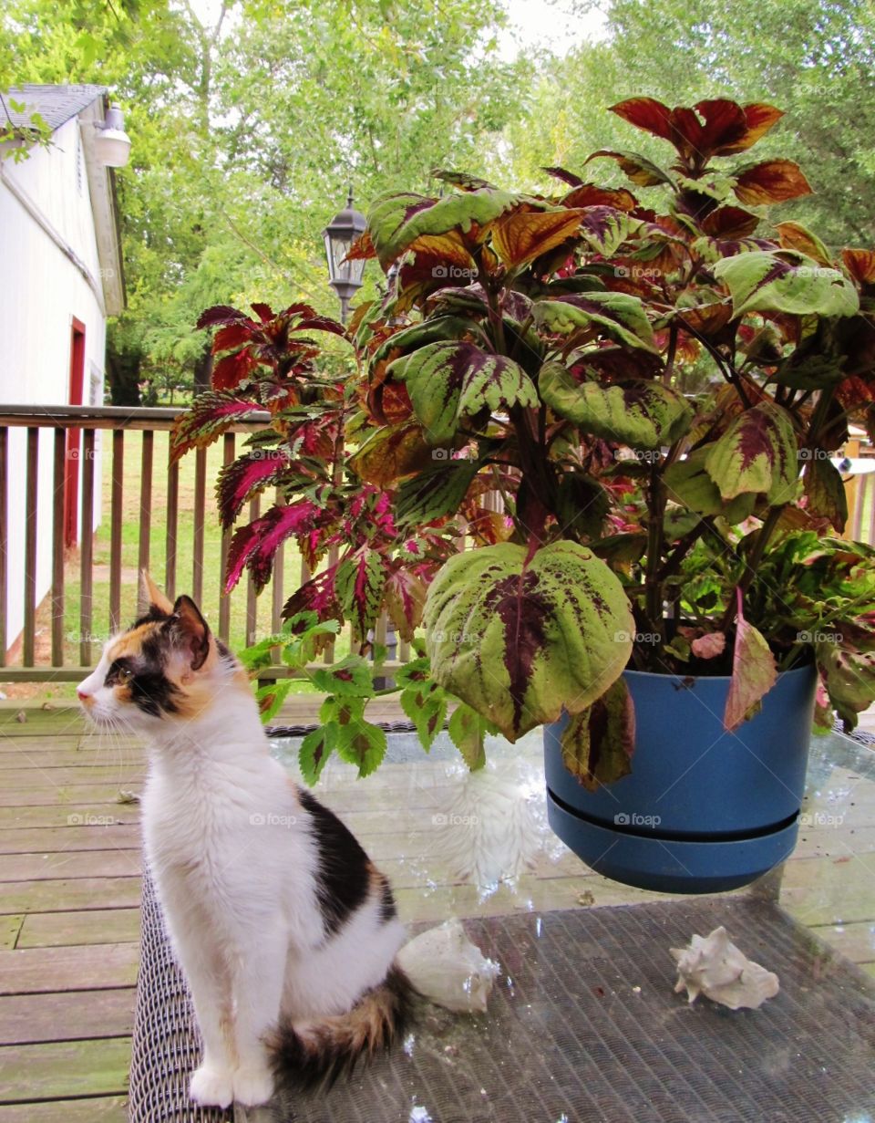 Flower pot and cat
