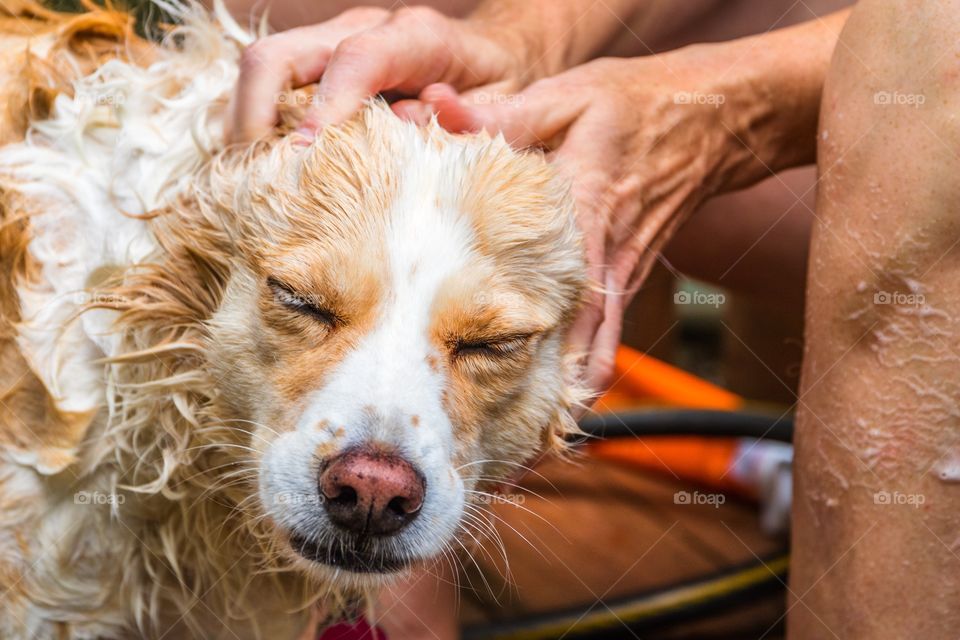 Horizontal photo of a blonde border collie mix being washed and having her head rubbed by a Caucasian woman