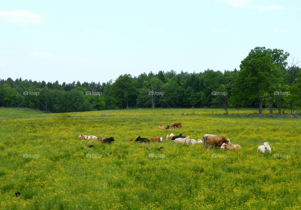 cows in the field resting