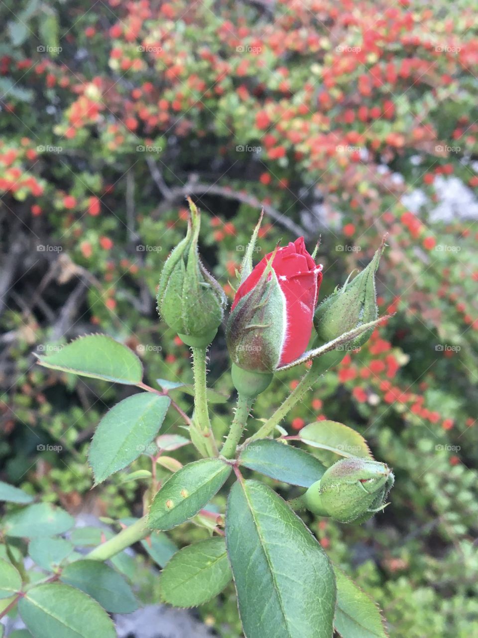 Last blooming of year