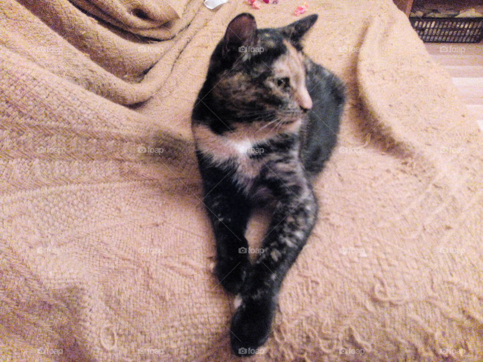 Mammal, Cat, Animal, Pet, Portrait