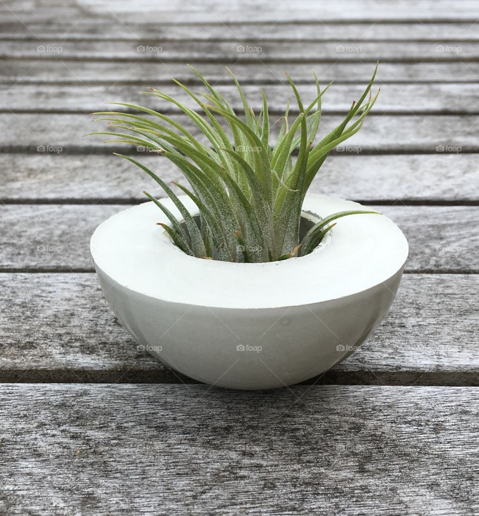 Concrete Pot with Airplant