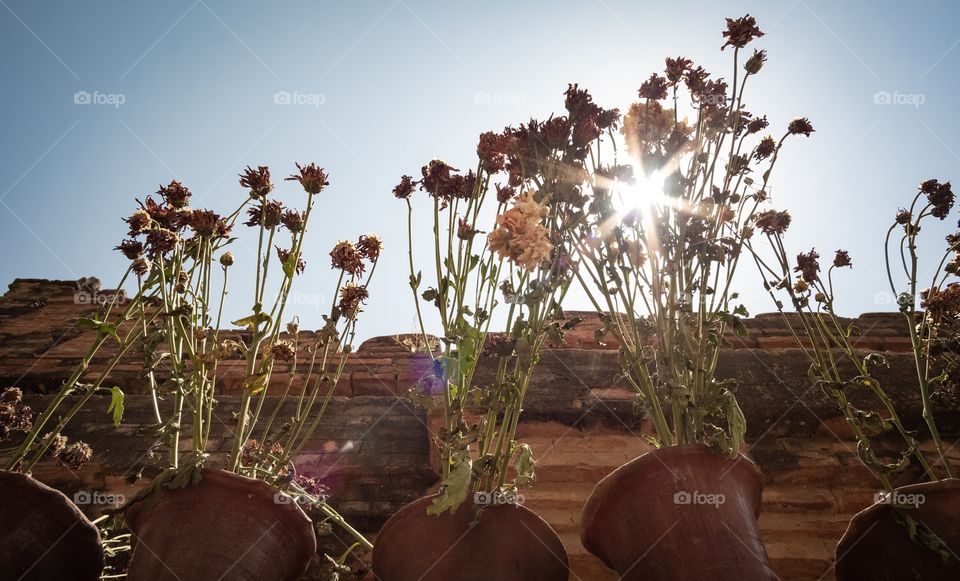 Attractive sun light to your eyes at the rule of thirds position by guiding line of flower in flower vase and negative space on contrast color shade 