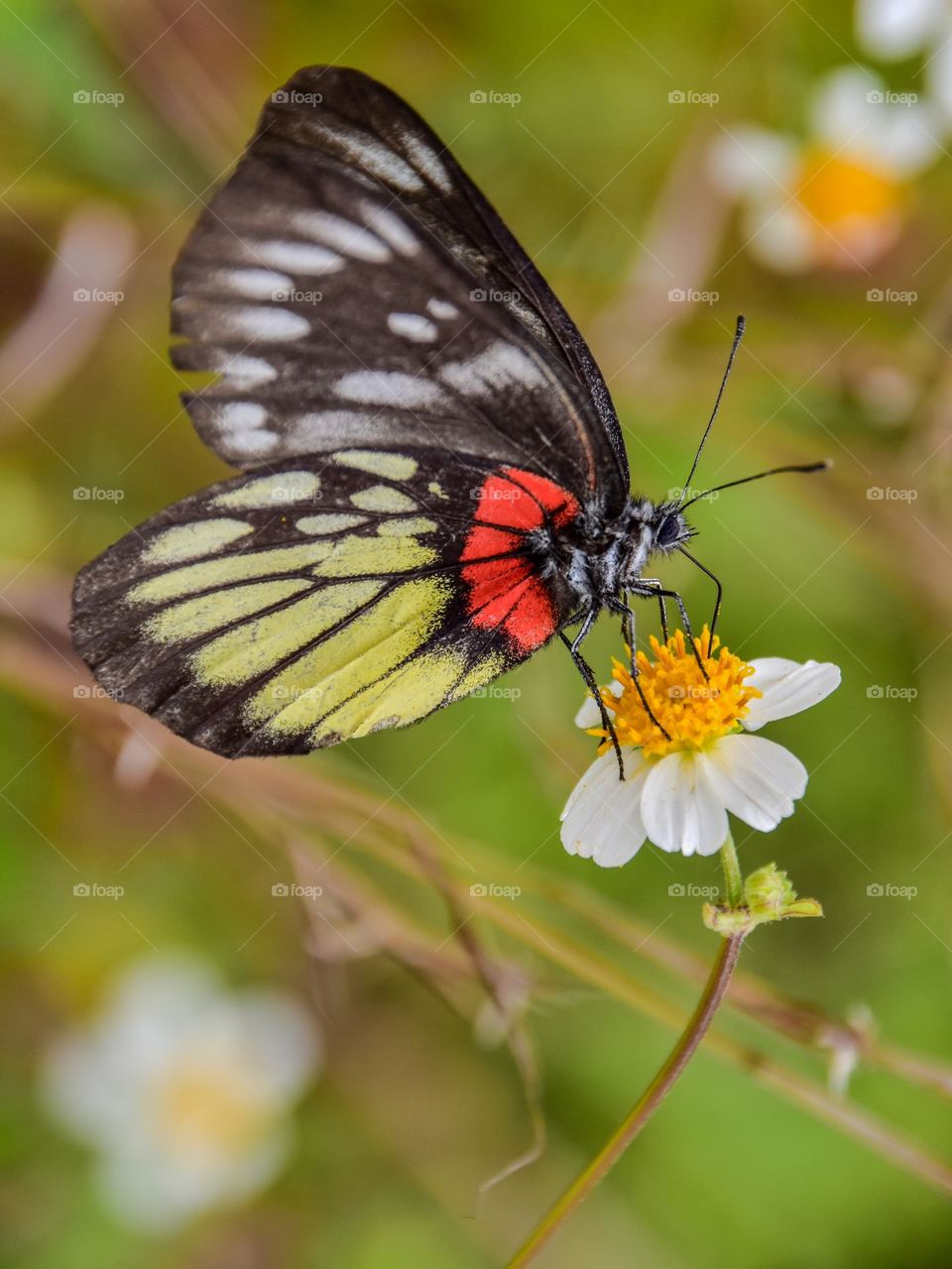 Red-base Jezebel