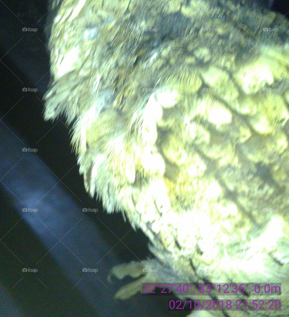 This is a very beautiful wild OWL 🦉.