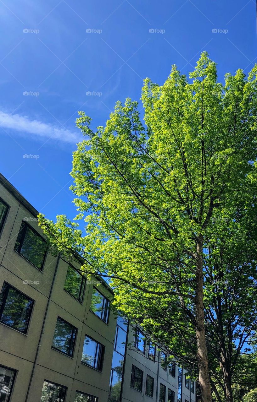 Fresh young green leaves on the tree branches next to the residential house under bright blue sky 