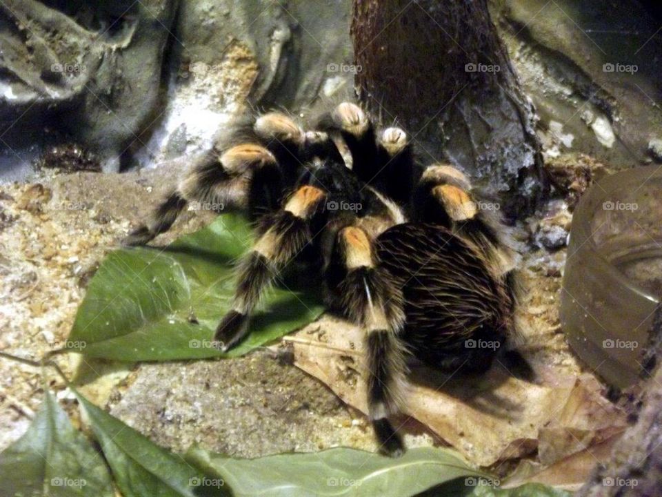 Tarantula!