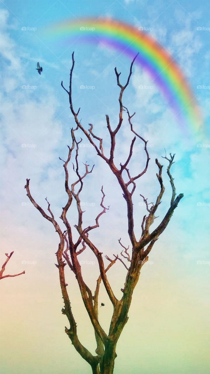 Combination of tree 🌳 rainbows 🌈