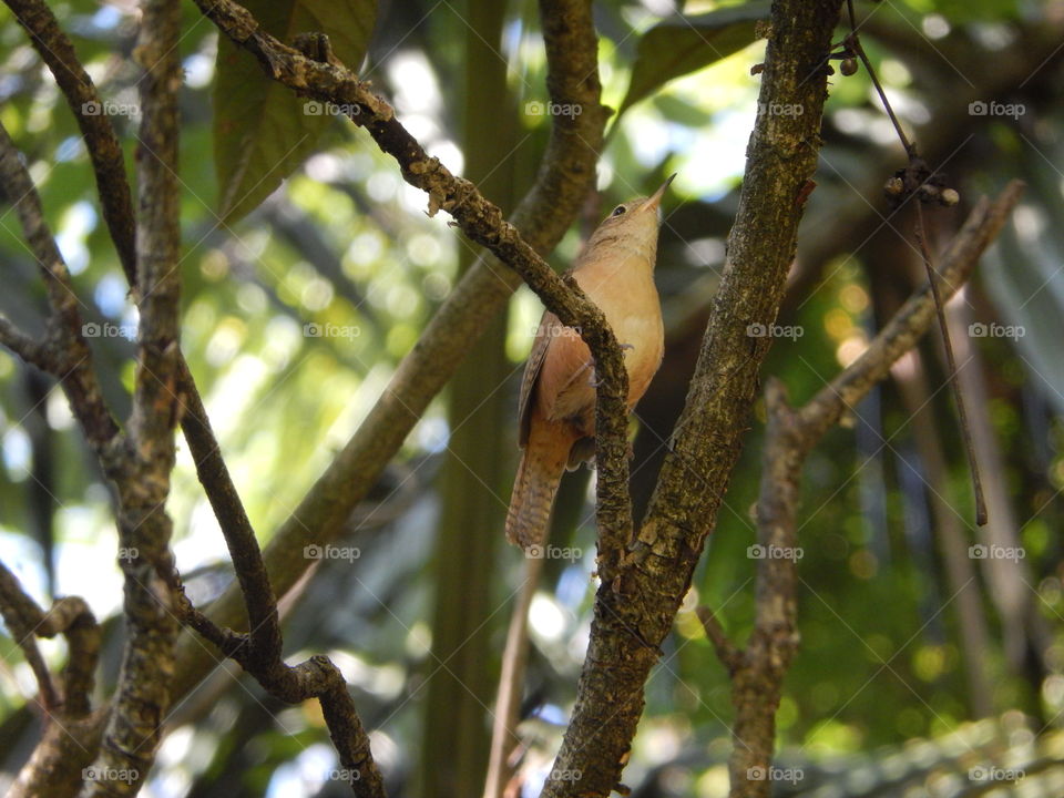 little bird, Parque Ibirapuera-SP
