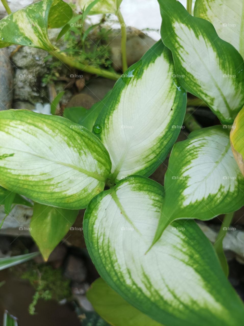 fresh natural plants