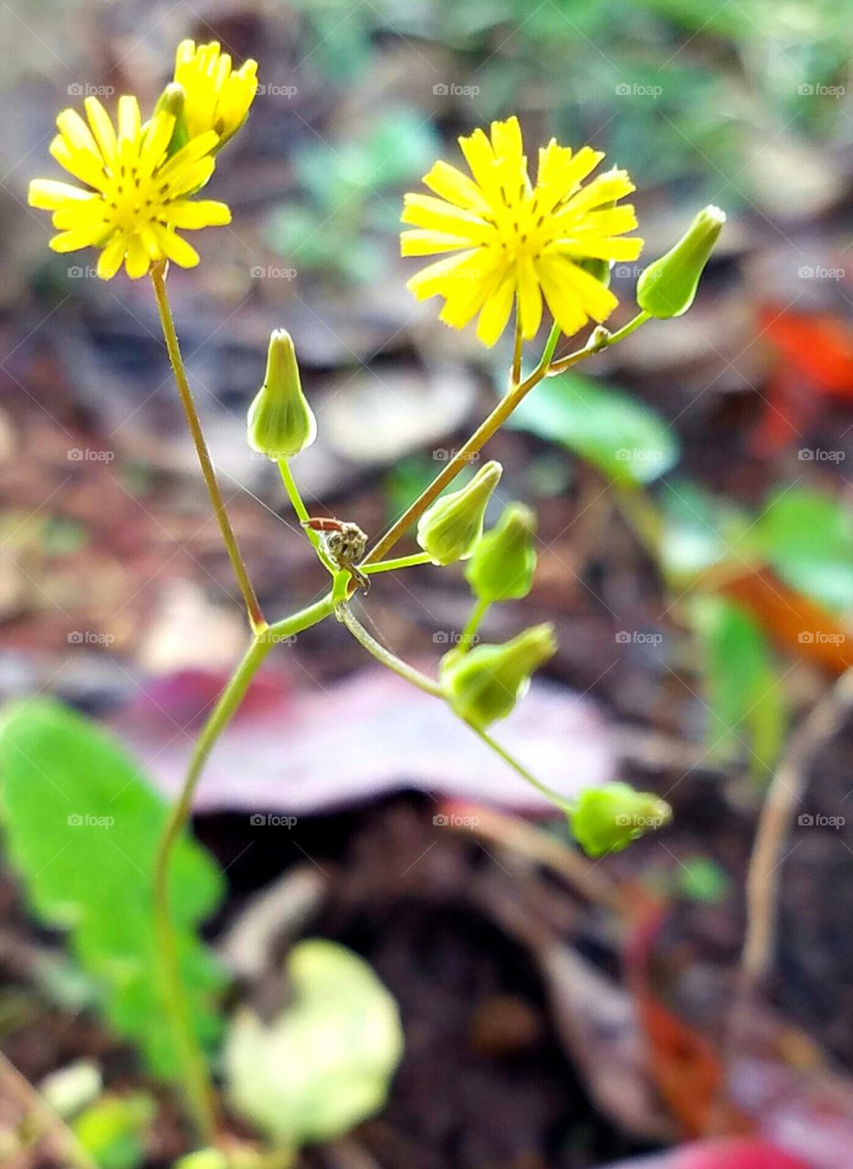 flower/weed closeup