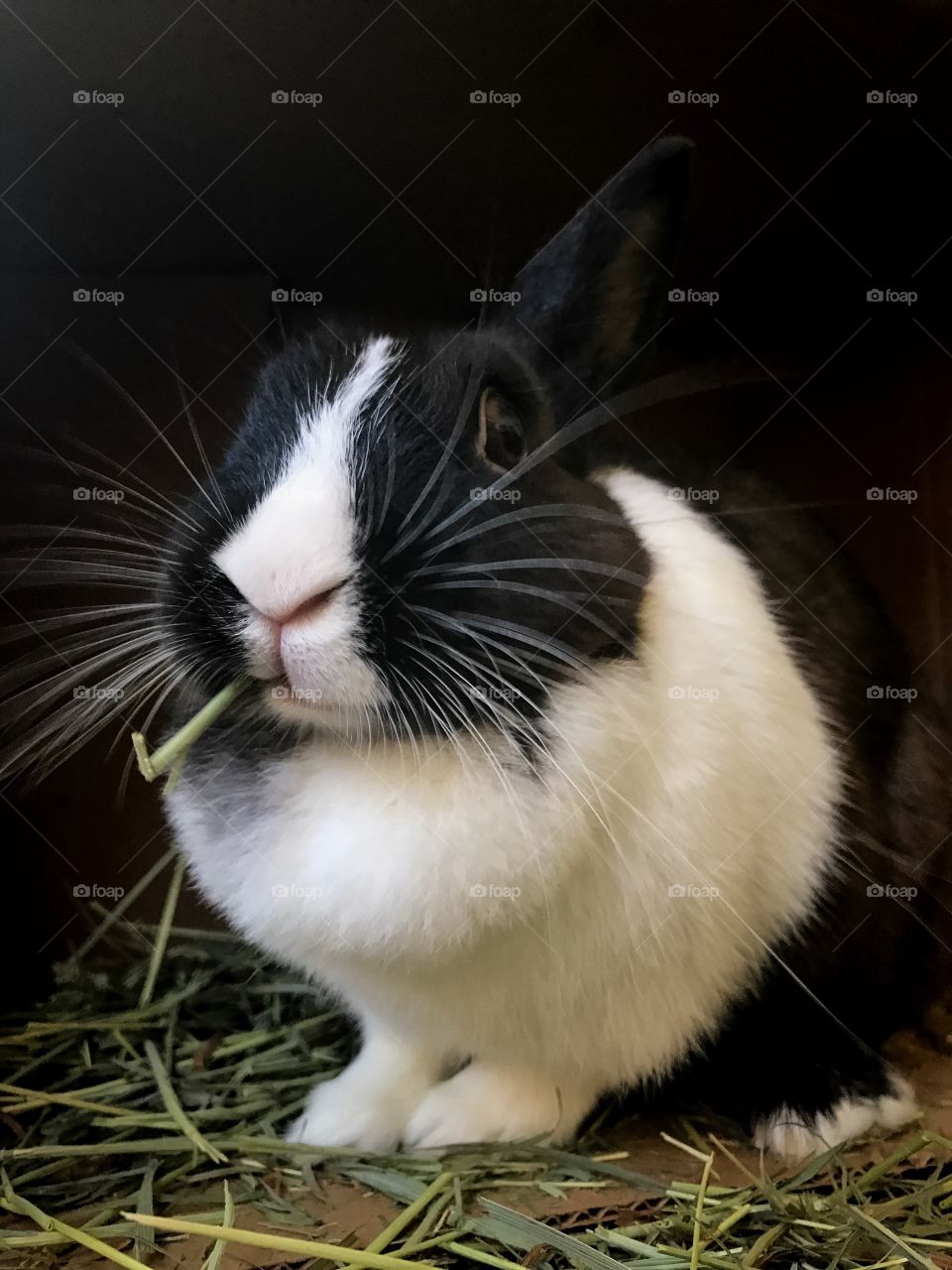 Rabbit eating Timothy hay