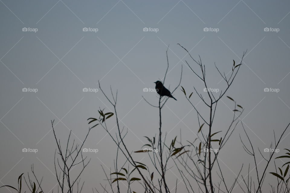 bird on bare tree