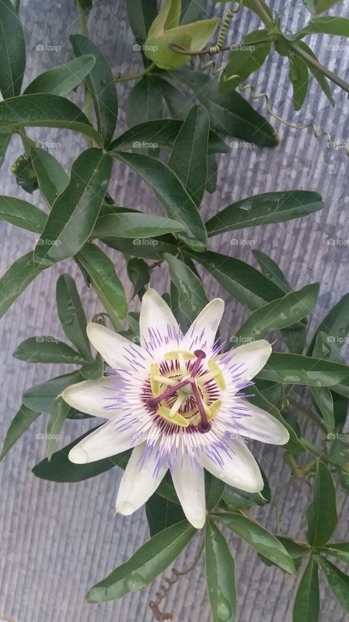 Passionfruit Flower in bloom in the backyard