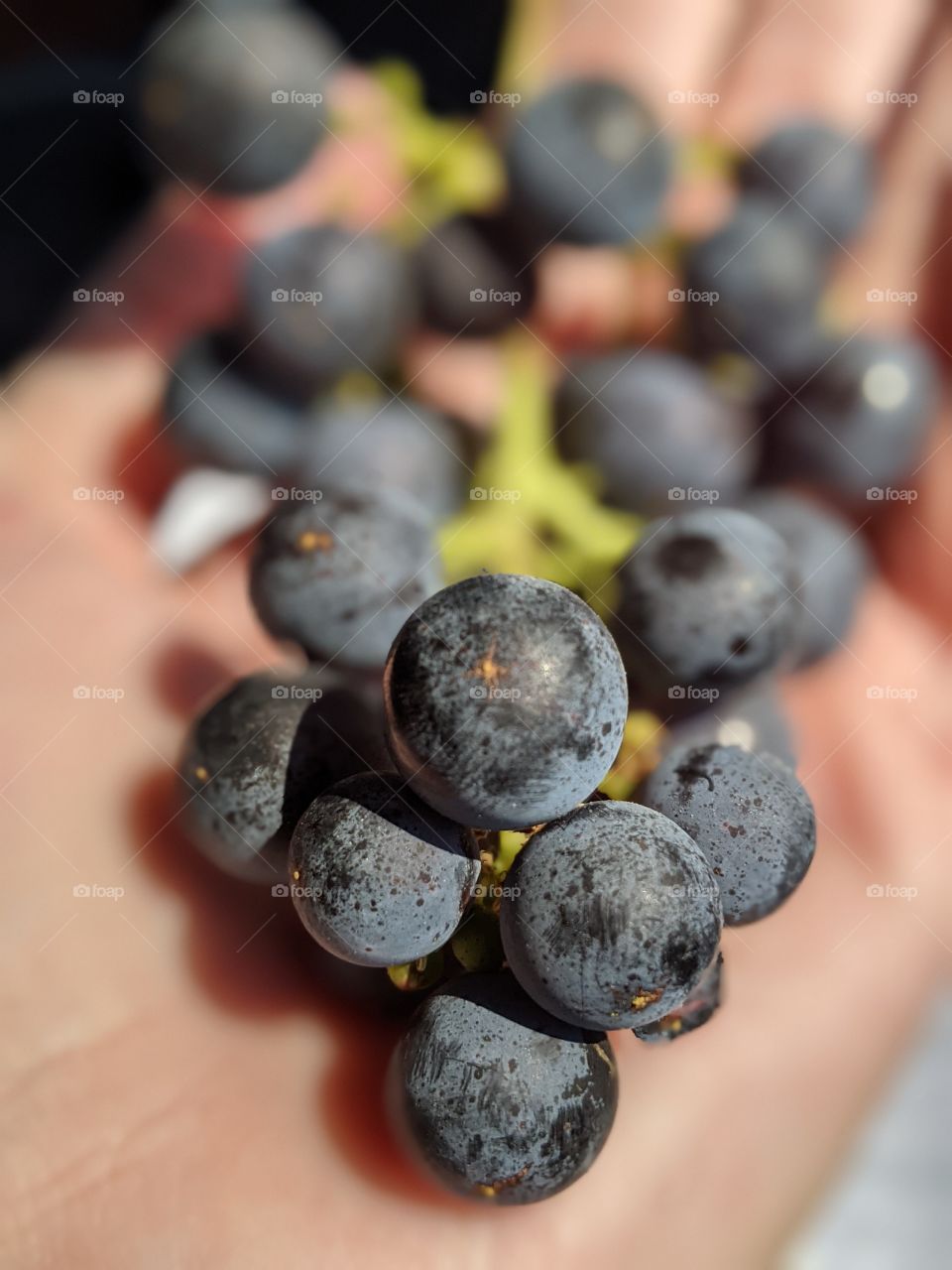 fresh picked grapes
