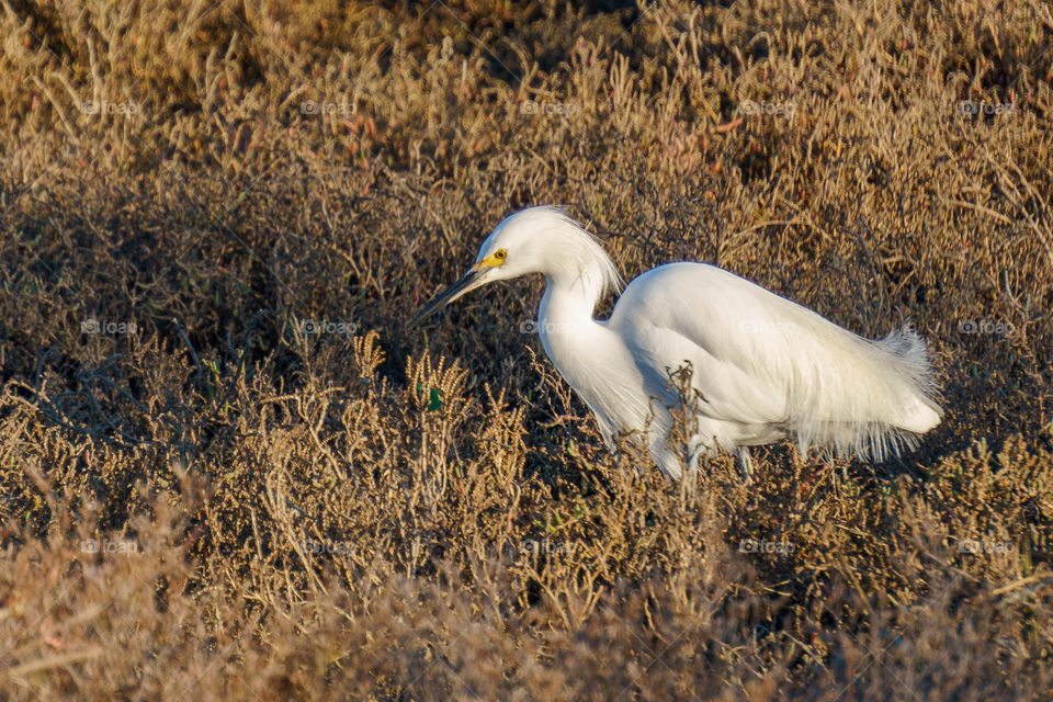 Snowy Egret