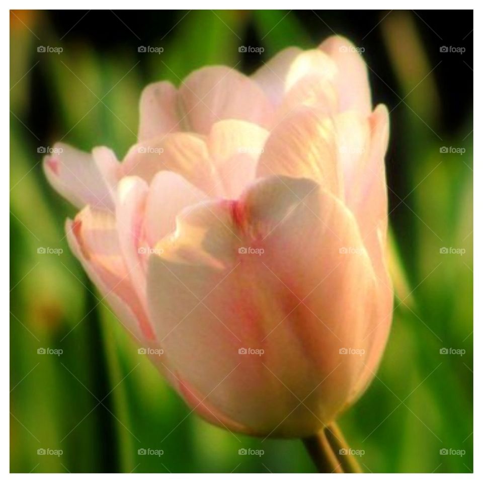 Tulip Beauty