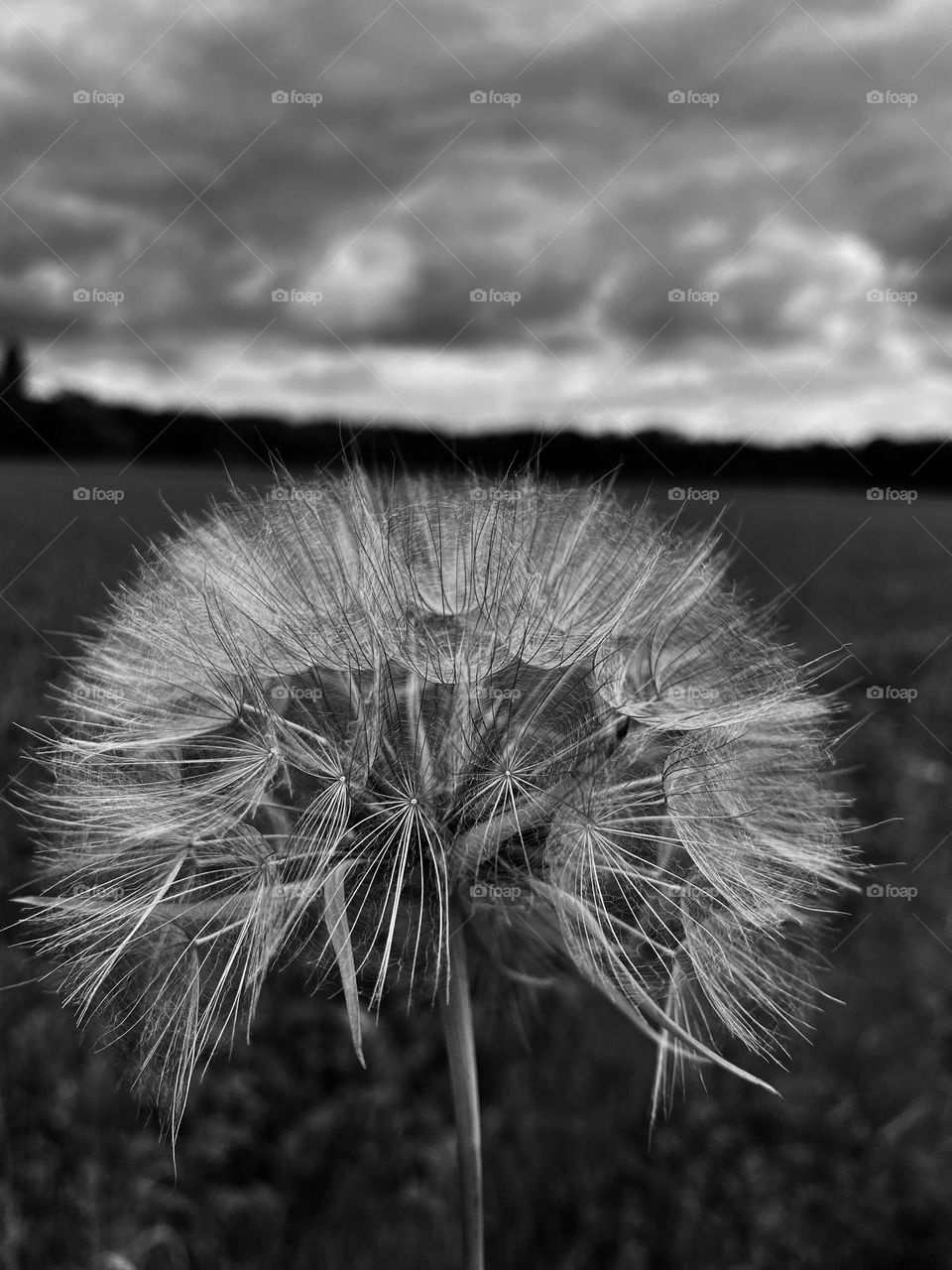Dandelion
