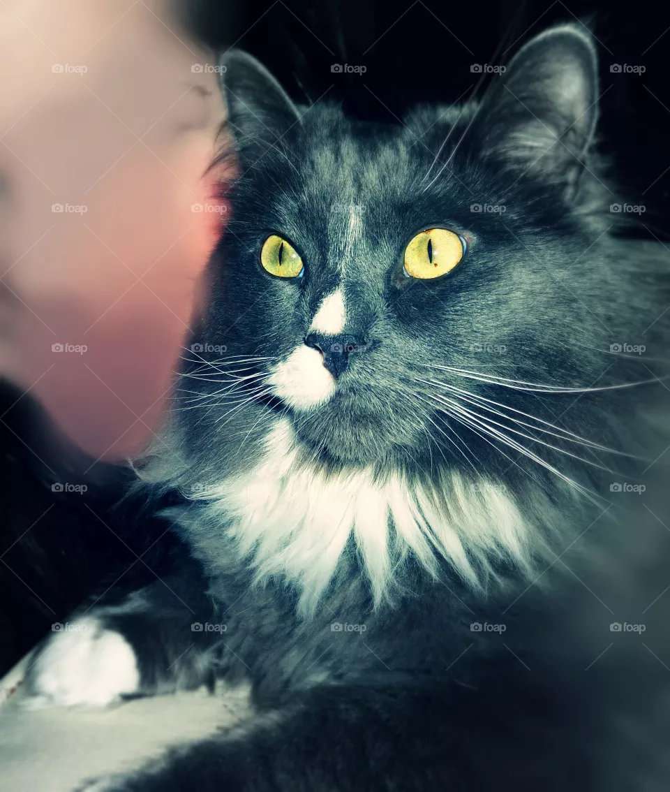 cat