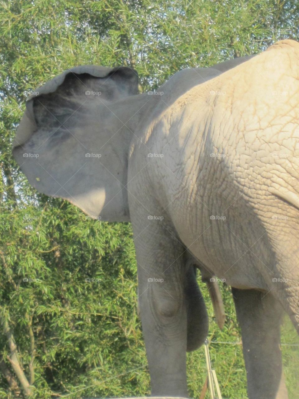 Back side view of an elephant with an open ear