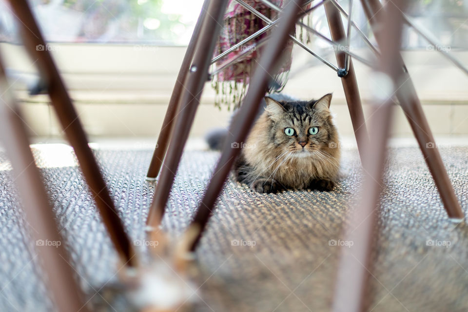 Cute fluffy cat sitting under the table