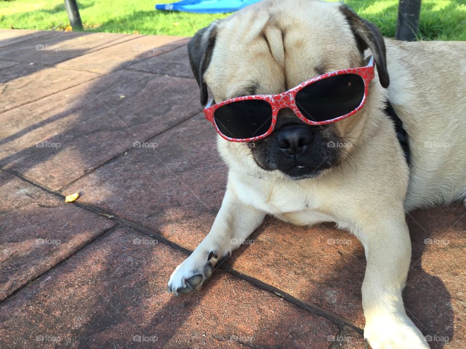 Pug Chill