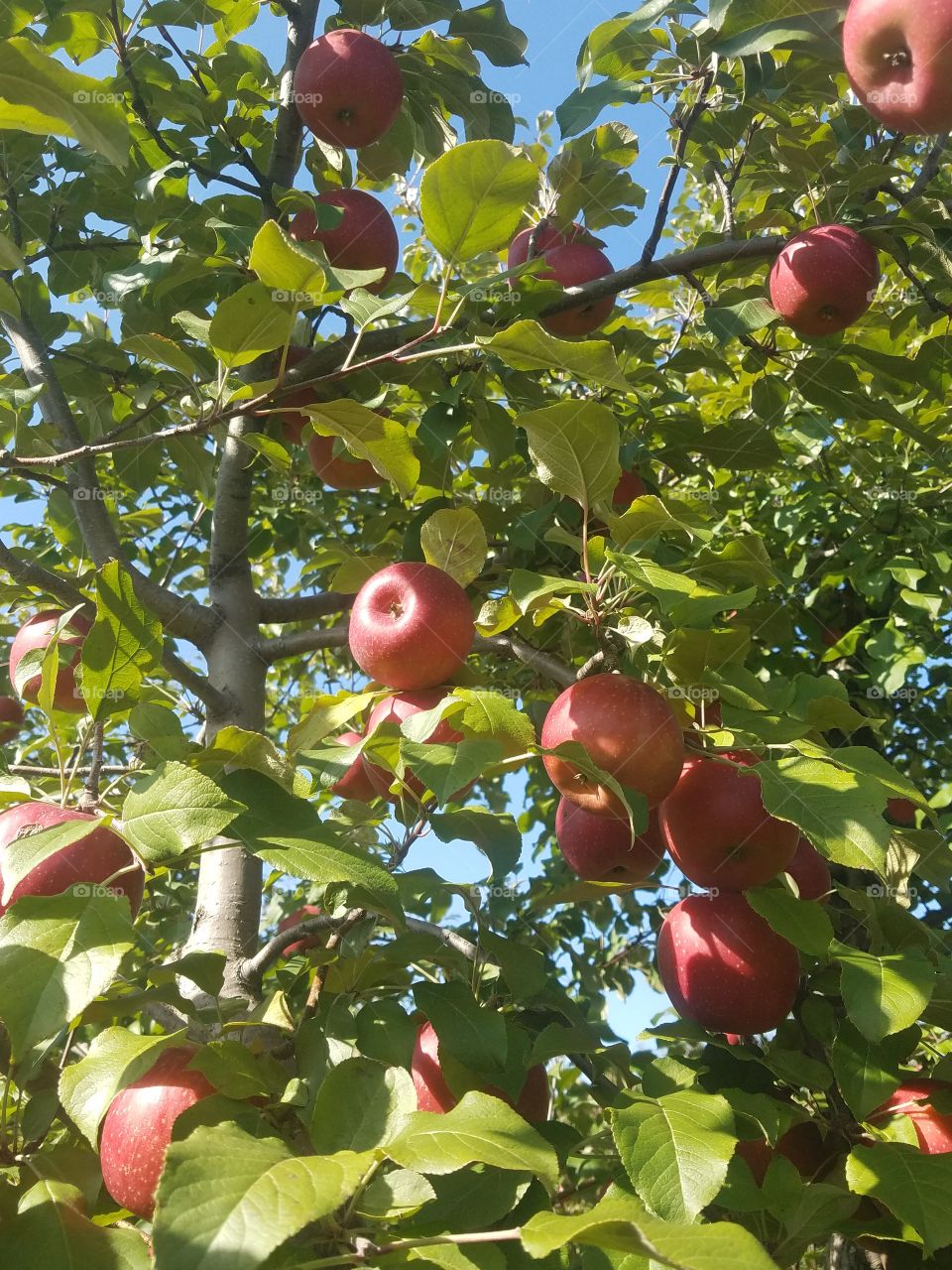 Red apples hanging from an apple tree in autumn