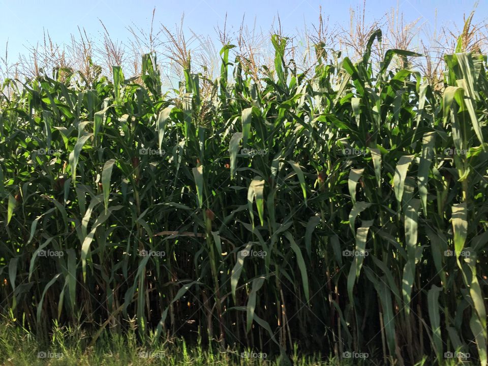 Tall corn plant